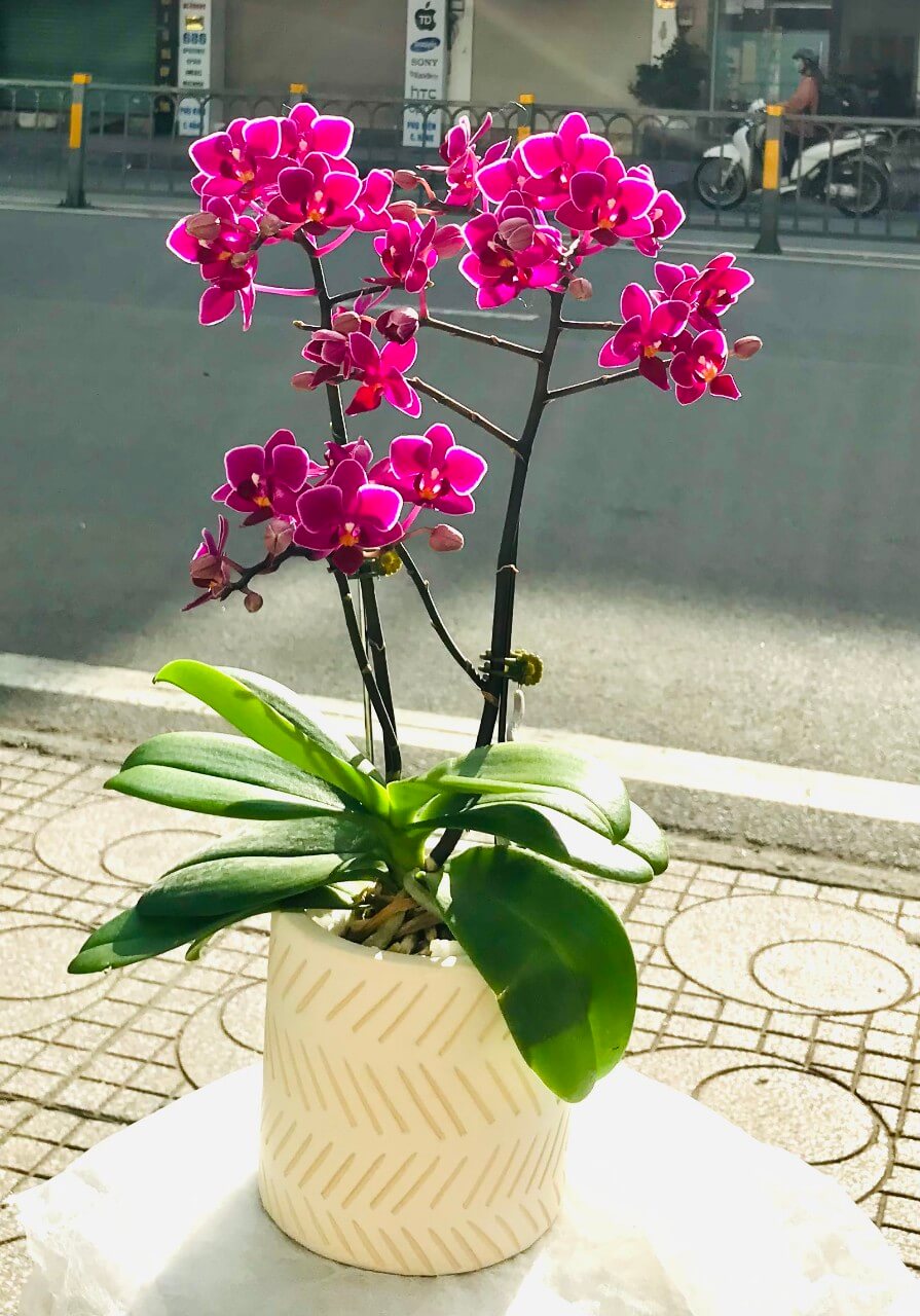 lan-ho-diep (35)